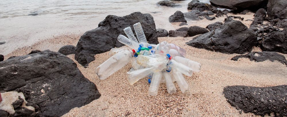 Plastic Replacing Wildlife