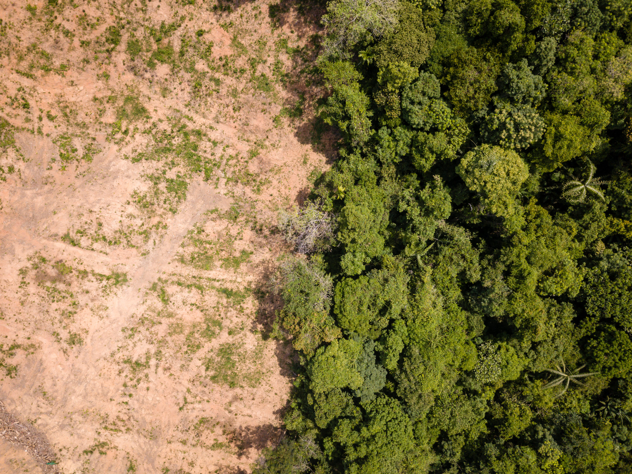 Aerial view of a clear cut forest and remaining trees