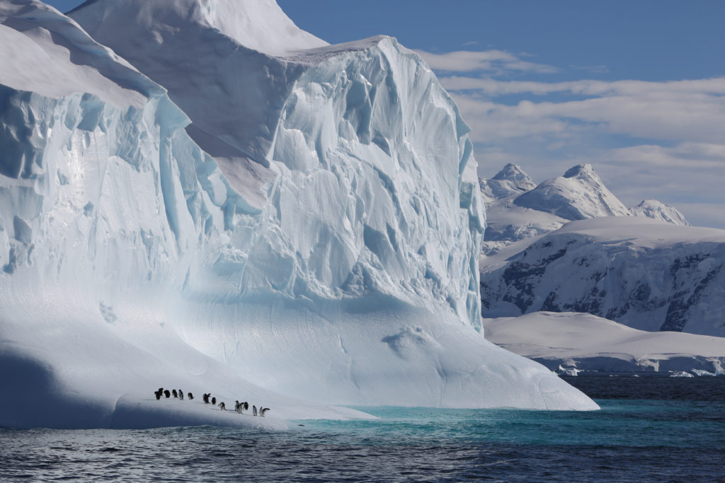 Gentoo penguins in the Antarctic